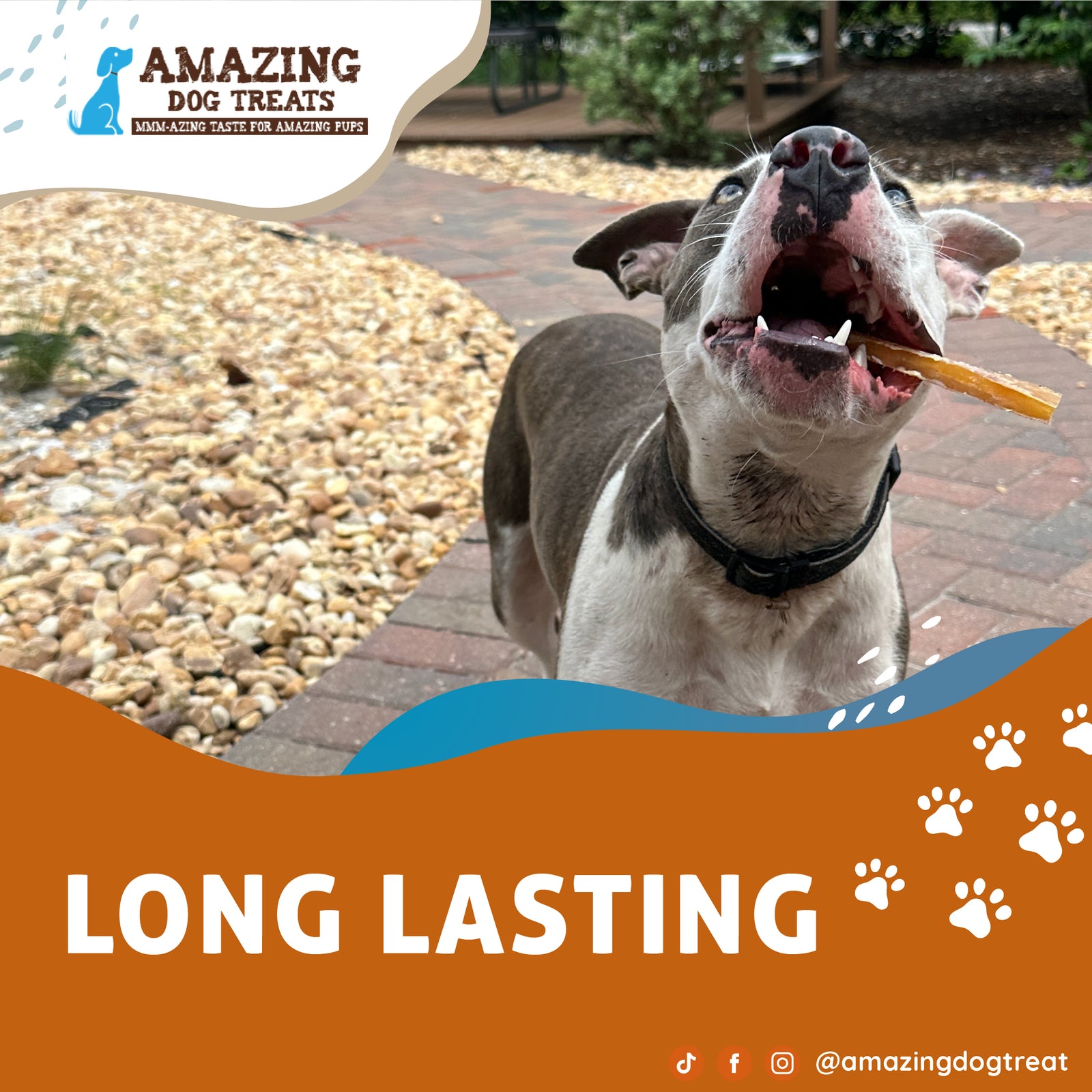 Promoting Dental Health in Dogs: The Power of Amazing Dog Treats