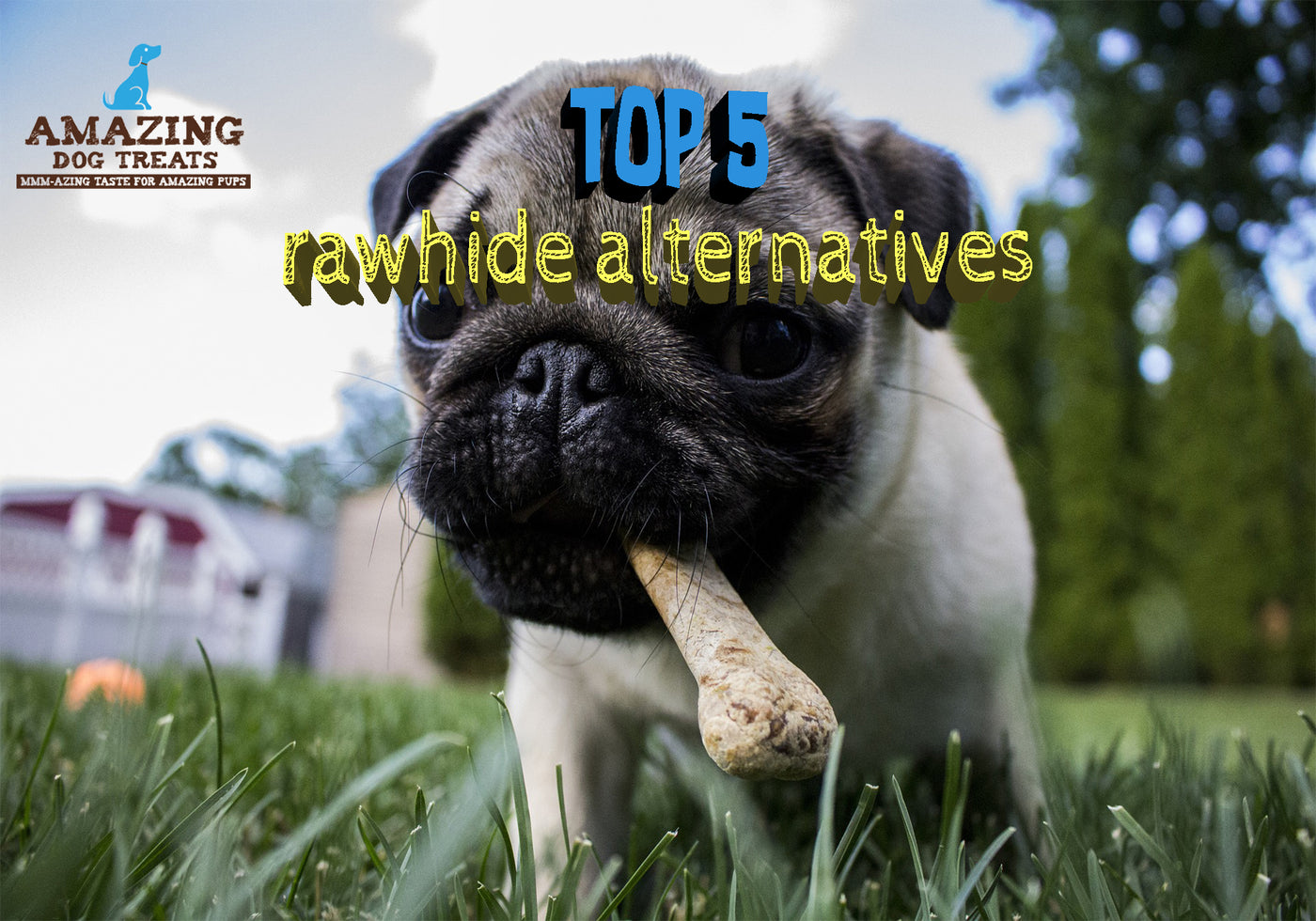 Top 5 Best Rawhide Alternatives for Dogs 2021 Amazing Dog Treats